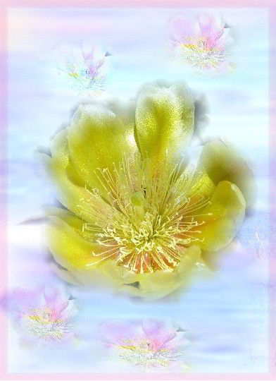 blossom of light blossom of light